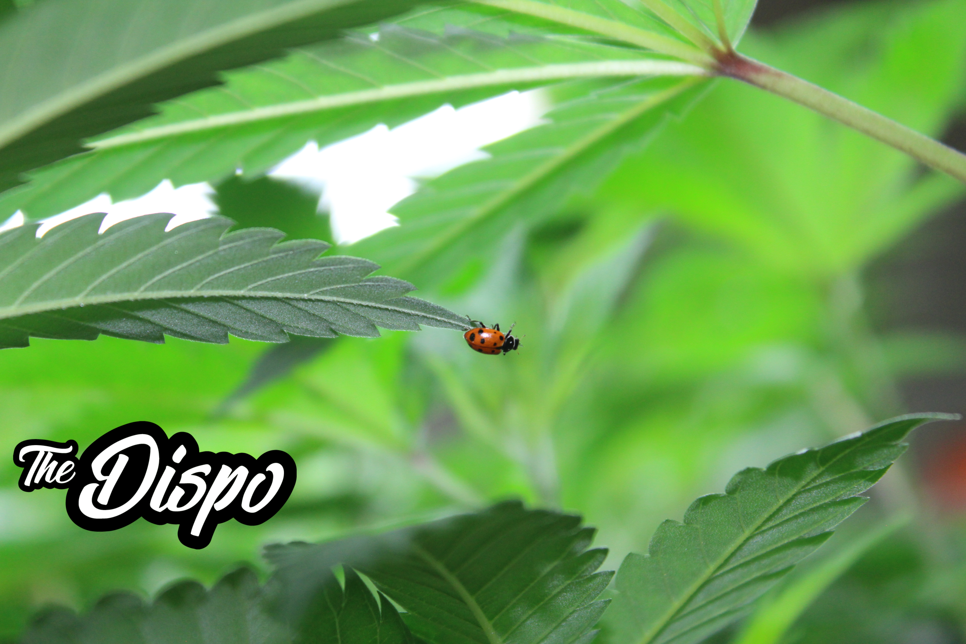 The Dispo branded content — ladybug on cannabis leaf, nature photography with The Dispo logo